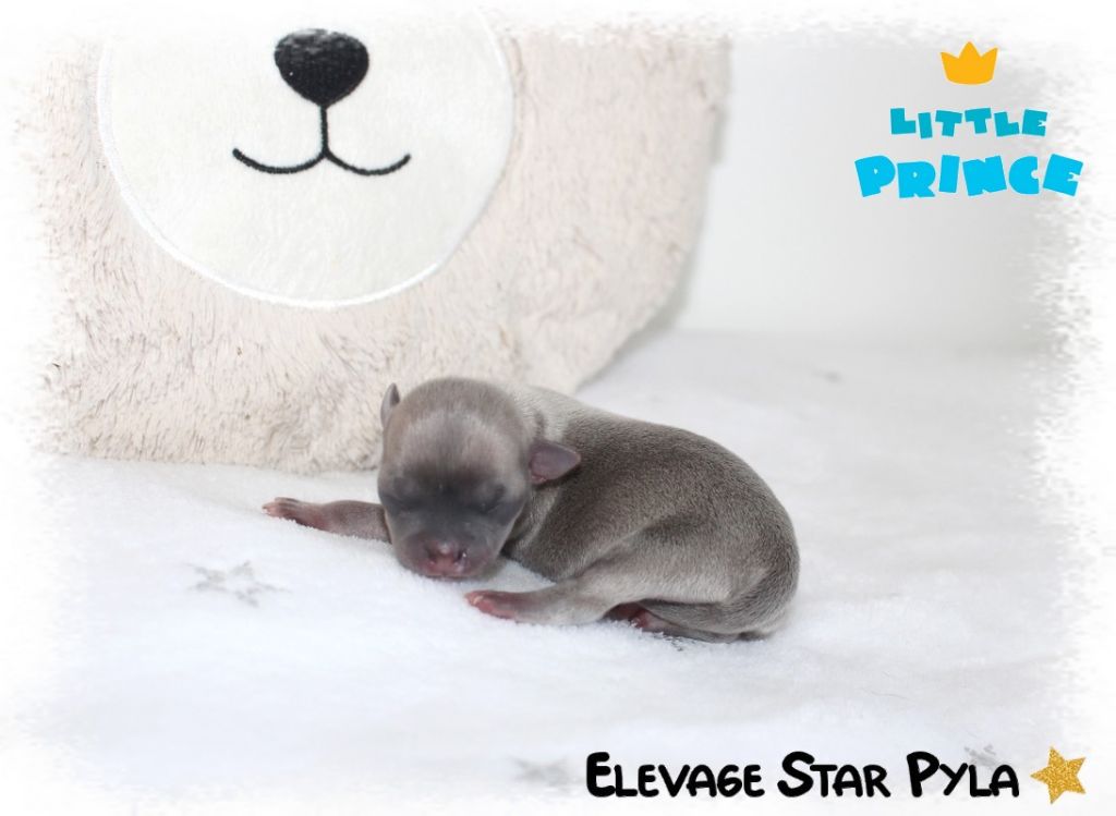 Star Pyla - Chiots disponibles - Chihuahua