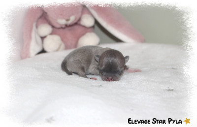 BABY DOLL (miniature)