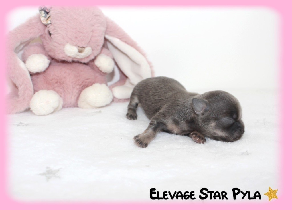 Star Pyla - Chiots disponibles - Chihuahua