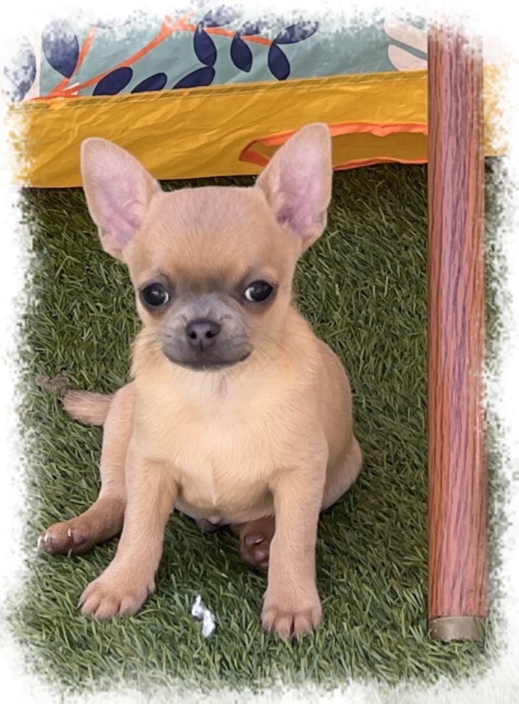 Star Pyla - Chiots disponibles - Chihuahua