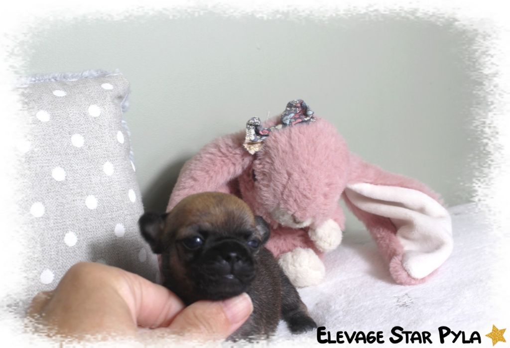 Star Pyla - Chiots disponibles - Chihuahua