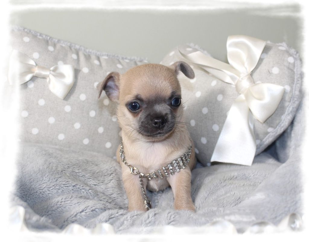 Star Pyla - Chiots disponibles - Chihuahua