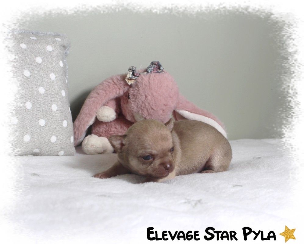 Star Pyla - Chiots disponibles - Chihuahua