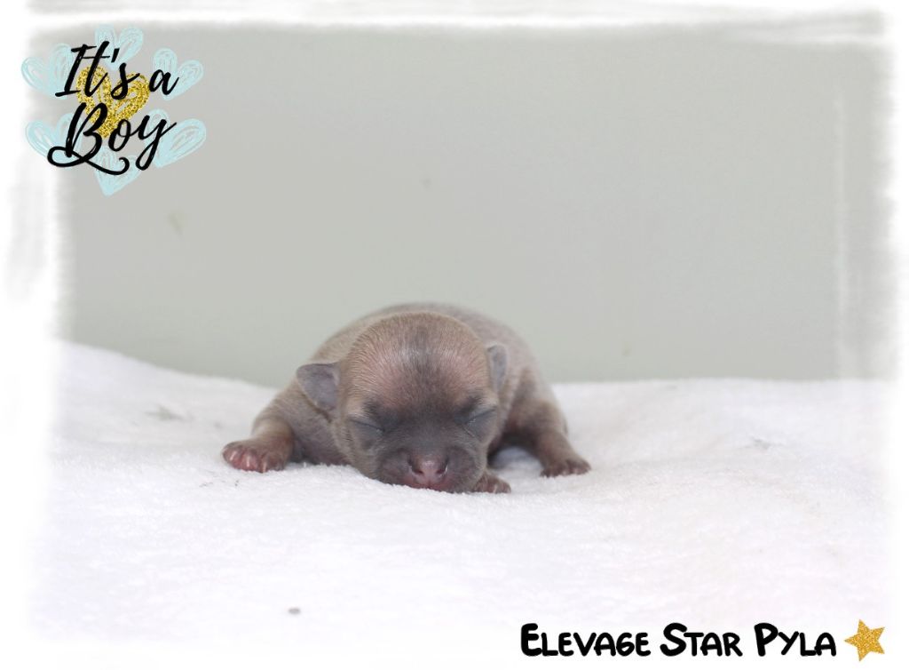 Star Pyla - Chiots disponibles - Chihuahua