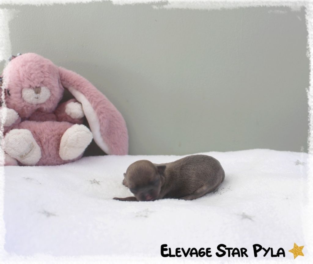 Star Pyla - Chiots disponibles - Chihuahua