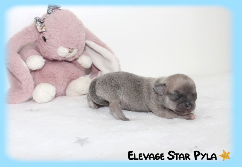 Star Pyla - Chihuahua - Portée née le 15/05/2025