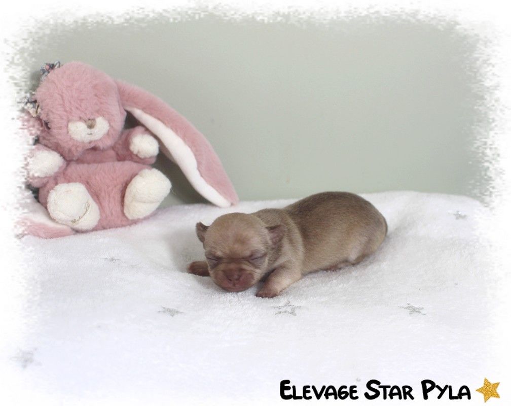 Star Pyla - Chiots disponibles - Chihuahua