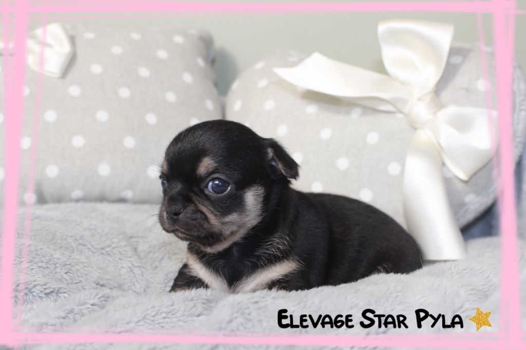 Star Pyla - Chiots disponibles - Chihuahua