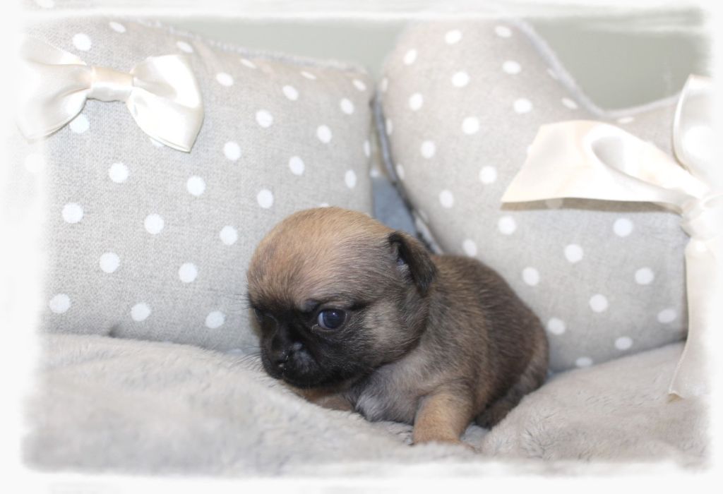 Star Pyla - Chiots disponibles - Chihuahua