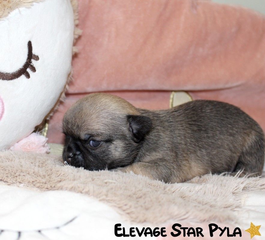 Star Pyla - Chiots disponibles - Chihuahua