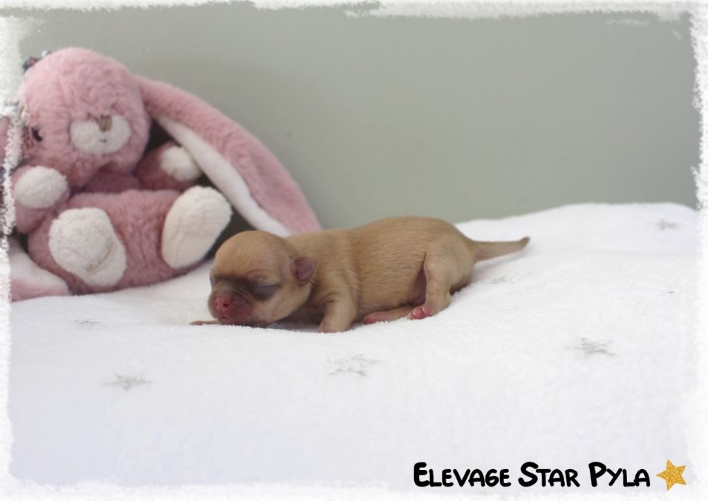 Star Pyla - Chiots disponibles - Chihuahua