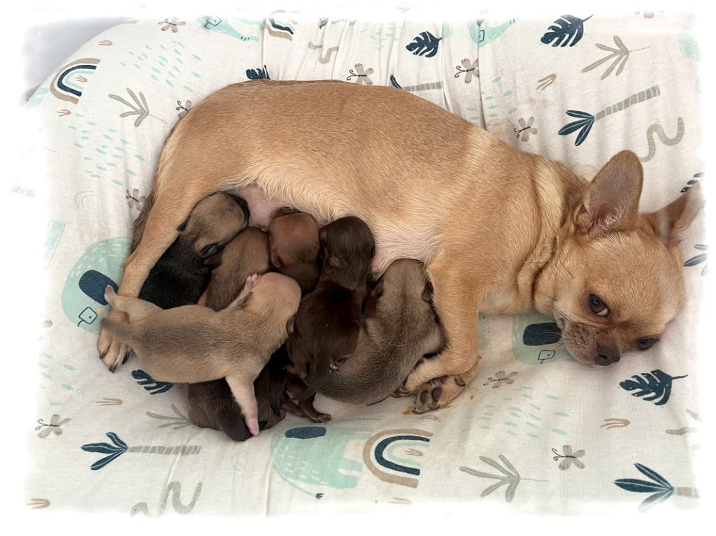 Chiot Chihuahua Star Pyla