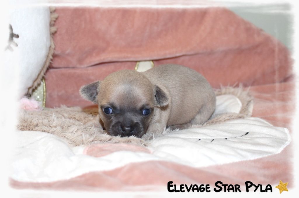 Star Pyla - Chiots disponibles - Chihuahua